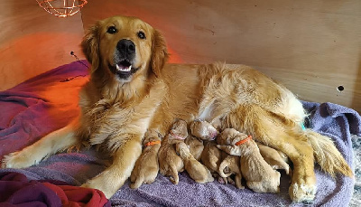 De L'Ombre Des Kalubell - Golden Retriever - Portée née le 11/02/2023