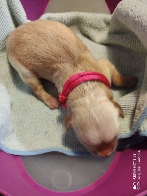 CHIOT FUSHIA