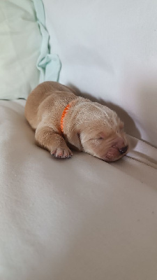 CHIOT 4
