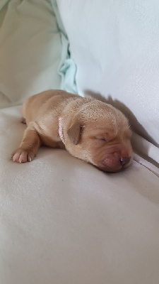 CHIOT 6