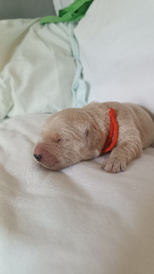 CHIOT 1