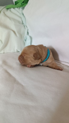 CHIOT 3