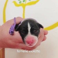 CHIOT VIOLETTE