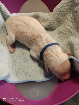 CHIOT BLEU FONCÉ