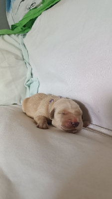CHIOT 5
